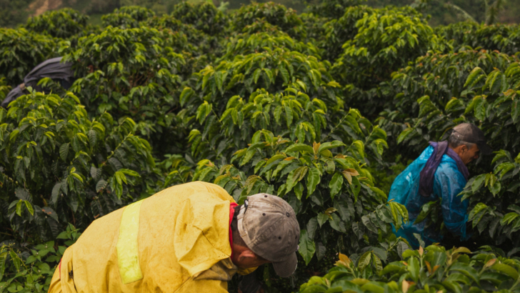 Picture of farmers picking coffee beans. Single origin coffee vs blends.