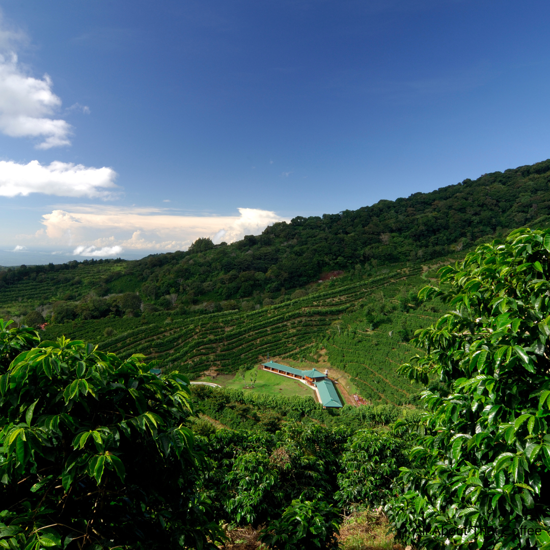 Picture of coffee farm. Sustainable Coffee Brands: Making A Difference One Cup of Coffee at a Time