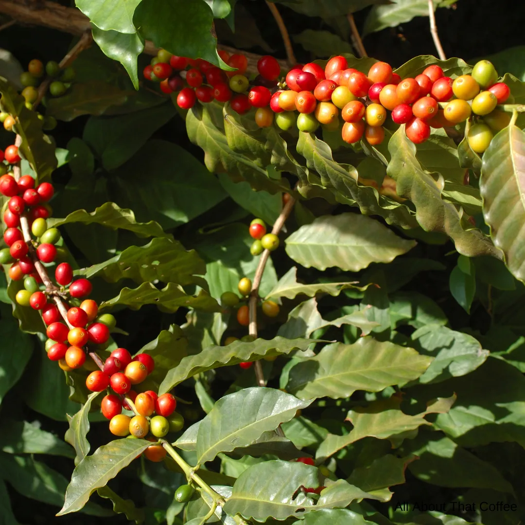 Picture of coffee bean plant. Craft coffee vs specialty coffee.